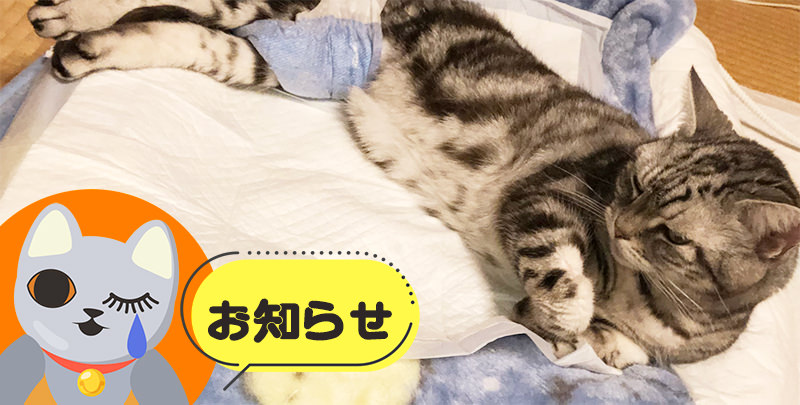 2025年2月占い掲載遅延のお知らせ