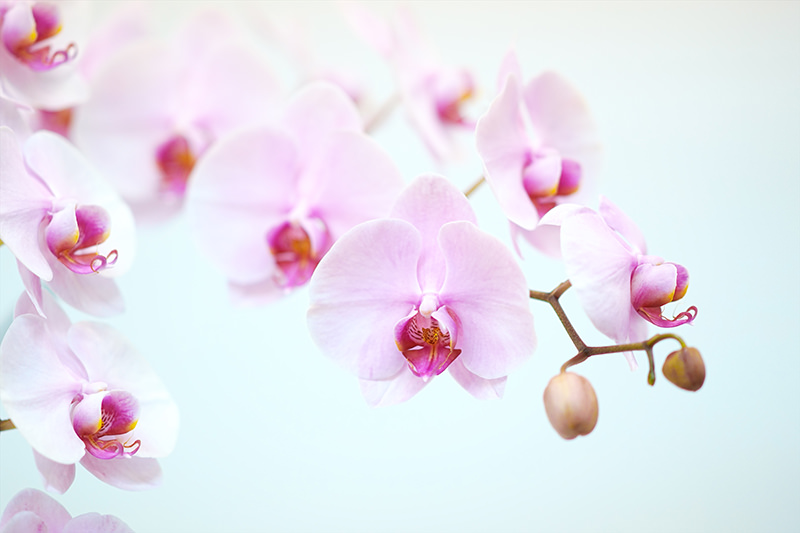 お祝いイメージ